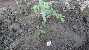 トマトの苗を植え付け