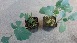 ブロッコリー苗の育ち具合の比較